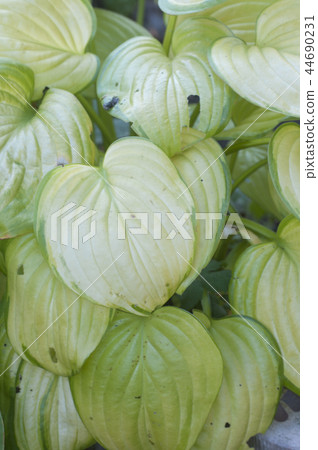 hosta plant 44690231