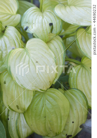 hosta plant 44690232
