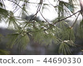 snow 44690330
