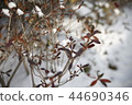 snow 44690346