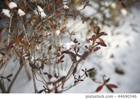 snow snow 44690346