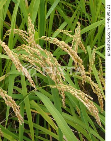 Autumn rice Autumn rice 44690521