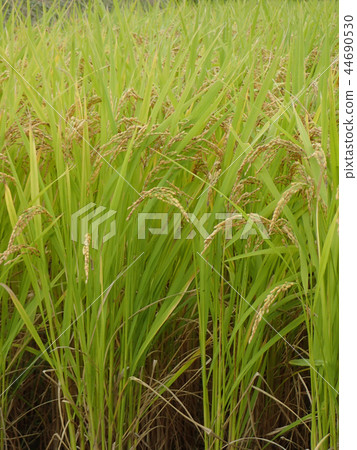 秋米 秋米 44690530