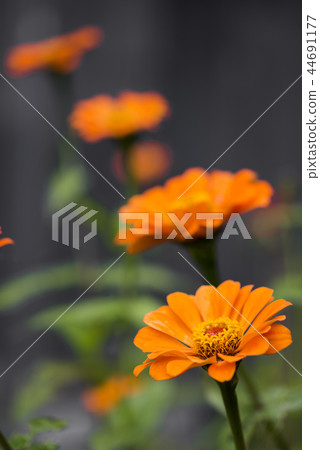 橙色百日菊屬花開花 44691177
