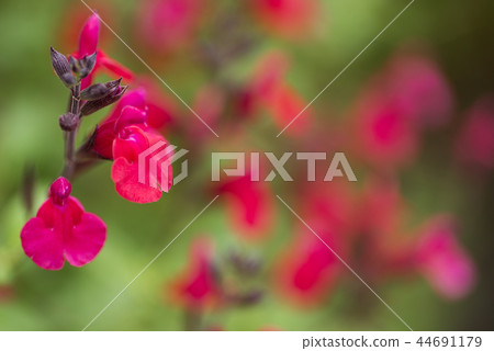 紅櫻桃鼠尾草花開花 44691179