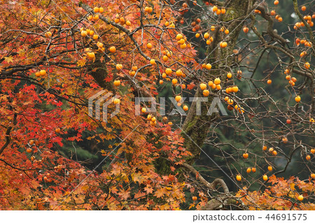 山口和秋天的落葉 山口和秋天的落葉 44691575