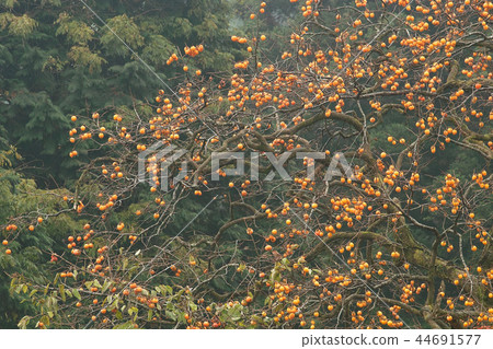山口和秋天的落葉 山口和秋天的落葉 44691577
