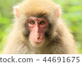 Japanese macaques 44691675