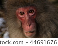 Japanese macaques 44691676