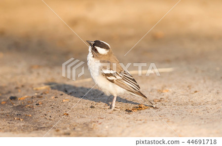 White Browed Weaver (Plocepasser mahali) White Browed Weaver (Plocepasser mahali) 44691718