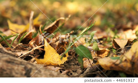秋天掉落滿地的枯黃葉子 44691917