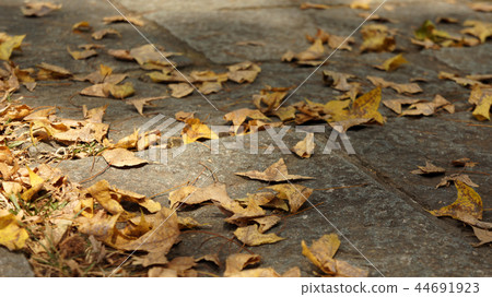 Fallen yellow leaves in autumn 44691923