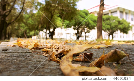 秋天掉落滿地的枯黃葉子 44691924