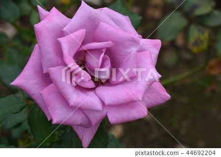 玫瑰(月影) 玫瑰(月影) 44692204