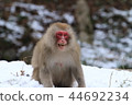 Japanese macaques 44692234
