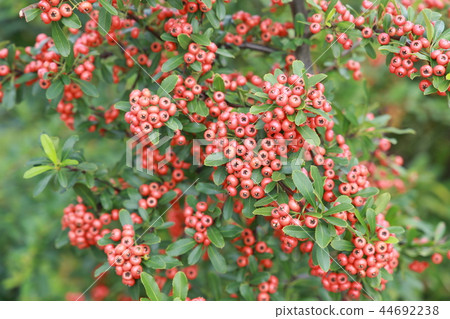 火棘 火棘 44692238