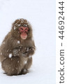 Japanese macaques 44692444