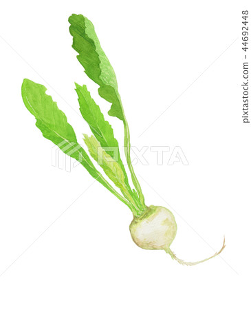 Brassica rapa Turnip (Suzuna) Brassica rapa Turnip (Suzuna) 44692448