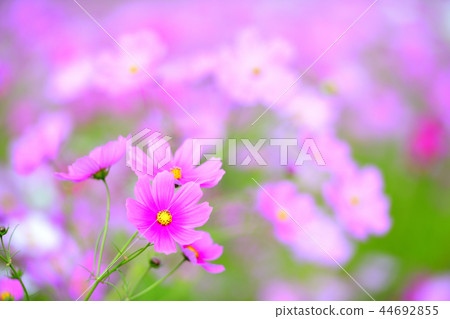 Pink cosmos flower field in full bloom Pink cosmos flower field in full bloom 44692855