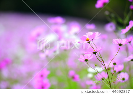 Pink cosmos flower field in full bloom 44692857