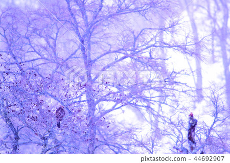 白尾魚卵可抵禦冬至朦朧濕地的暴風雪 44692907