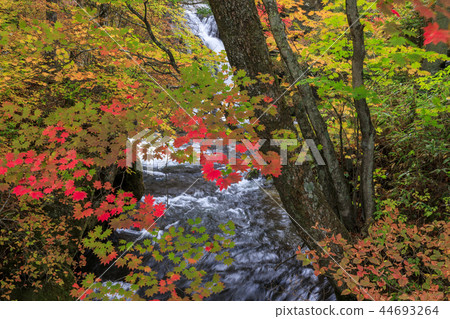 Nikko Ryugano Falls 44693264