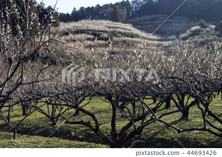 Mikata Goryoko的李子森林 44693426