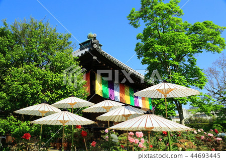 大鳥寺的Botan 大鳥寺的Botan 44693445