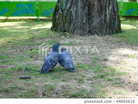 鴿子夫婦 鴿子夫婦 44693618