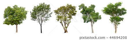 The collection of trees on white background. 44694208