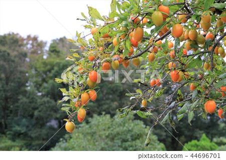 Princess persimmon 44696701