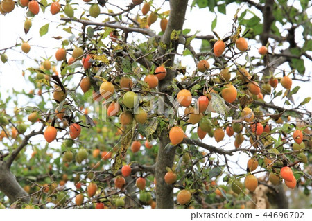 Princess persimmon 44696702