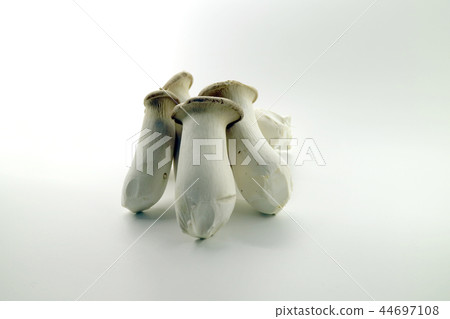 Mushroom mushroom, mushroom, food 44697108