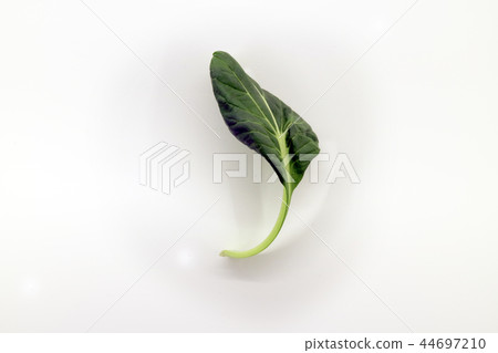vegetable, veg, food 44697210