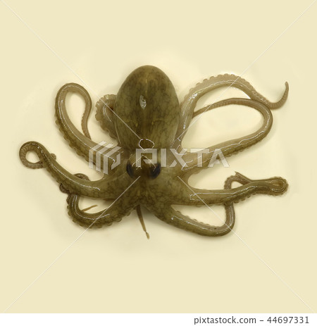 marine products, seafood, food 44697331