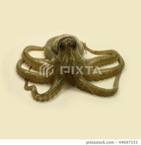 marine products, seafood, food 44697333
