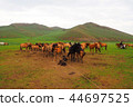Mongolian meadows and horses 44697525