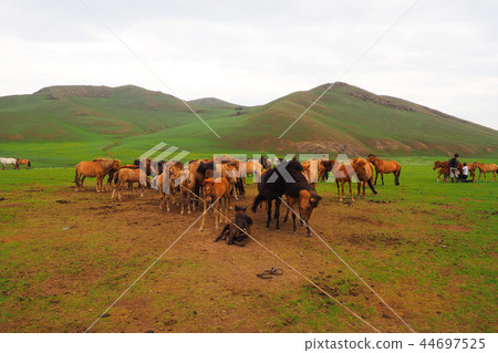 Mongolian meadows and horses Mongolian meadows and horses 44697525