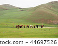 Mongolian meadows and horses 44697526