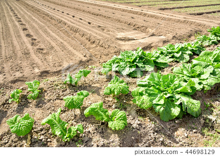 Vegetables vegetable field vegetable making leaf vegetable leaf leaf field soil Vegetables vegetable field vegetable making leaf vegetable leaf leaf field soil 44698129
