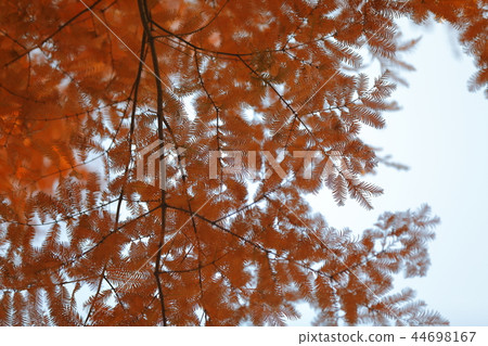 Metasequoia Metasequoia 44698167
