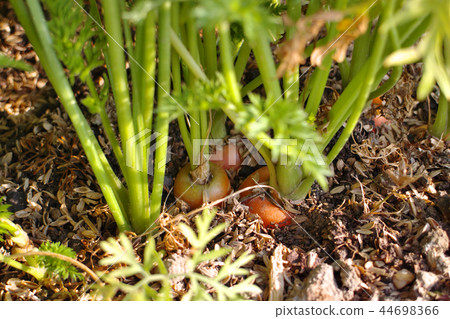 Fresh, pesticide-free morning vegetables and carrots with soil. Fresh, pesticide-free morning vegetables and carrots with soil. 44698366