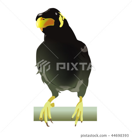 Cucumber cane 44698393