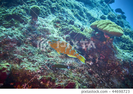 Blue barred parrotfish 44698723