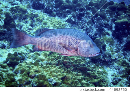 Two spot Red Snapper 44698760