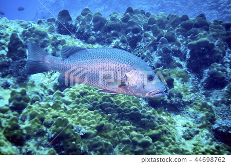 Two spot Red Snapper 44698762