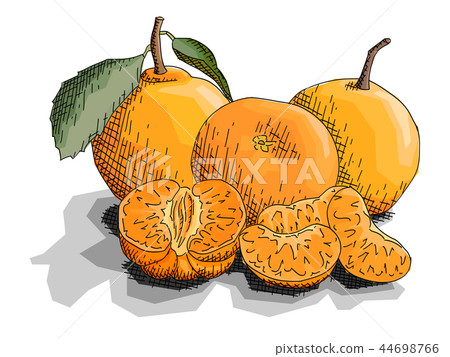 Vector illustration of drawing fruit mandarins. 44698766