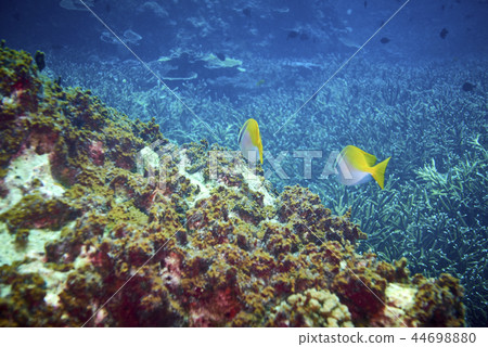 Barhead spinefoot or Virgate rabbitfish 44698880