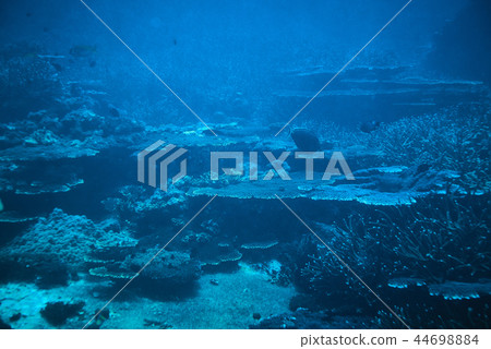 Orangespine Unicornfish 44698884