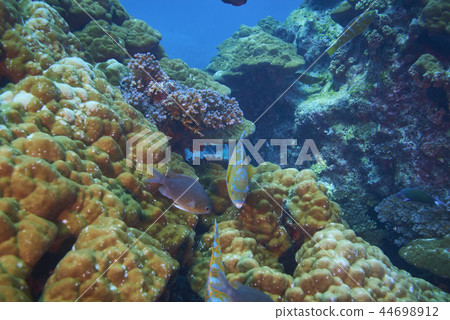 Blue barred parrotfish 44698912